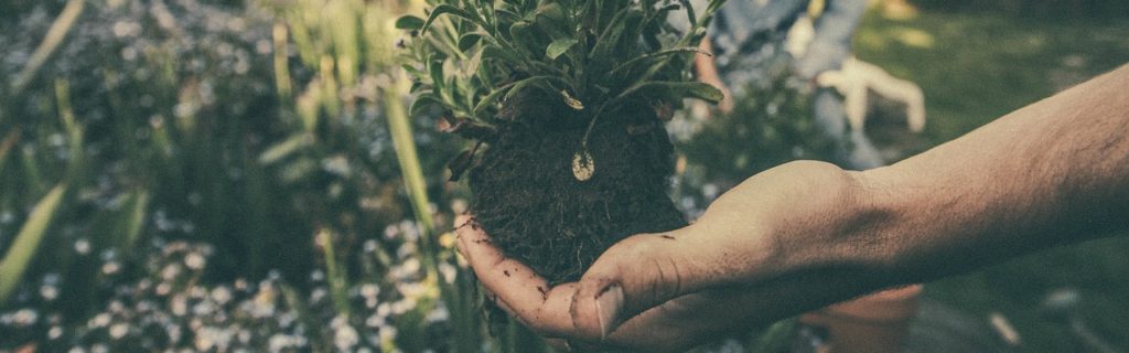 hand, plants, soil